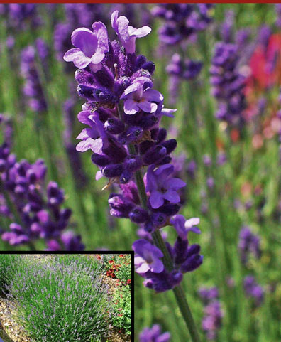 English Lavender