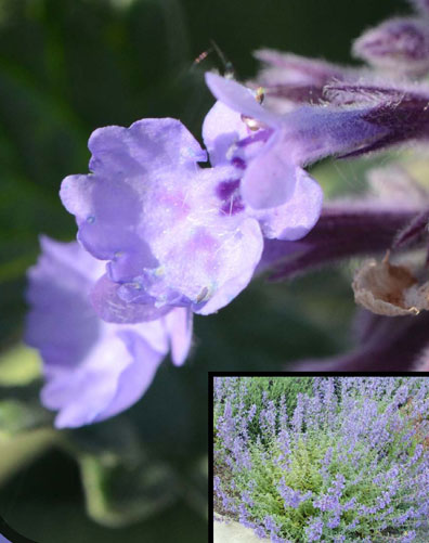 Walker’s Low Catmint