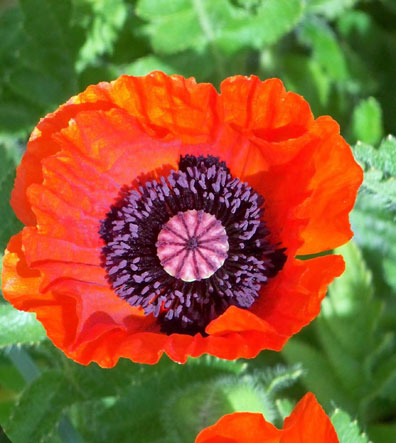 Oriental Poppy