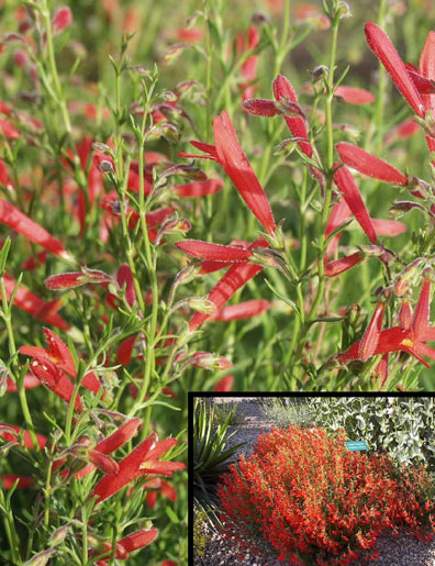 Pine-Leaf Penstemon