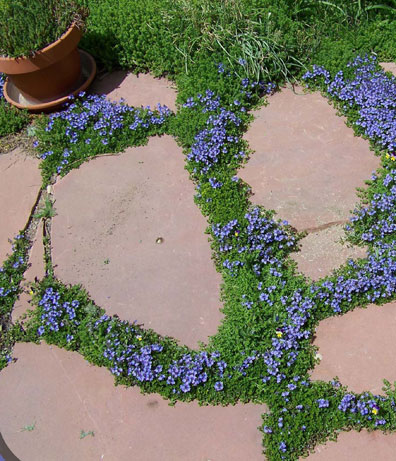 Turkish Speedwell