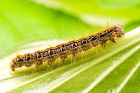 caterpillar