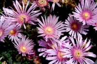 delosperma-pink-web_2346