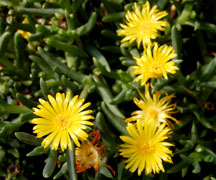 delosperma-yellow-web_1476