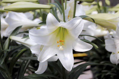 Easter Lilies