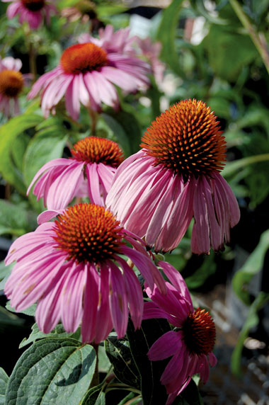 Echinacea – Coneflower