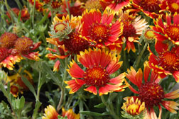 Gaillardia – Blanket Flower