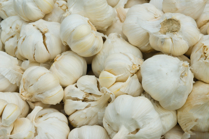 Garlic