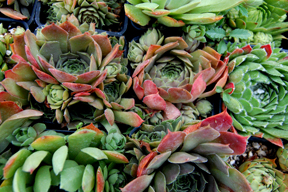 Hens and Chicks