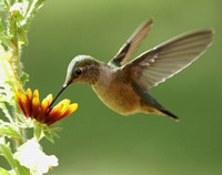 hummingbird