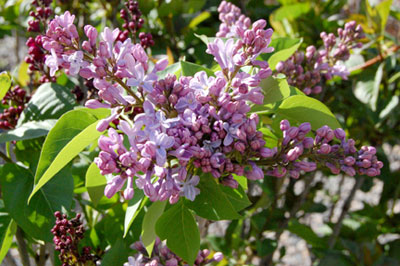 Lilacs