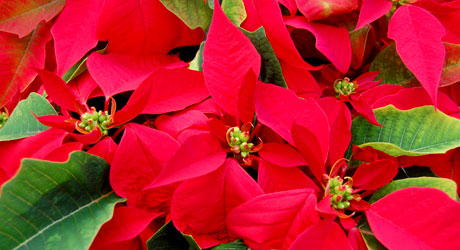 Poinsettias