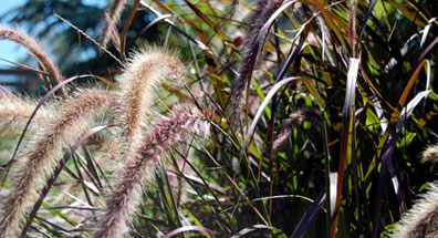 Purple Fountain Grass