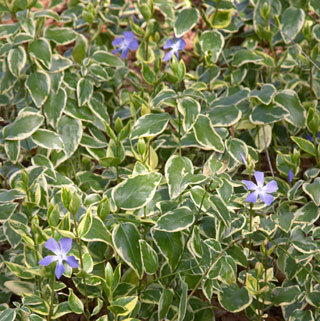 Vinca Vine ‘Variegata’