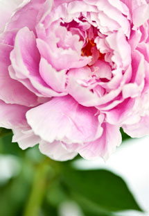 peony.pink.double-web