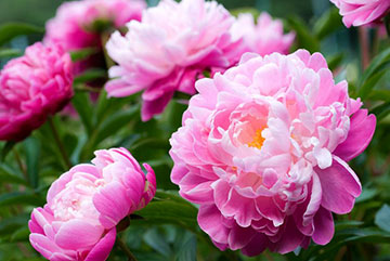 Hertog terrorisme Hoopvol Peonies - Payne's Nurseries