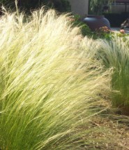 Mexican-Feather-Grass-Nassella-tenuissima