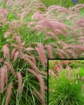 Oriental Fountain Grass