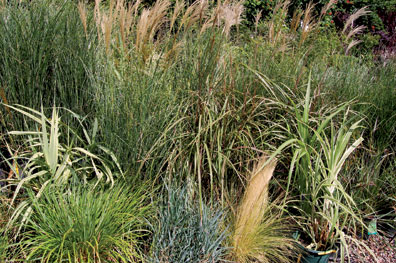 Ornamental Grasses