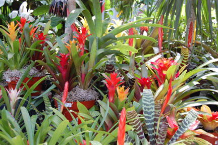 Bromeliads