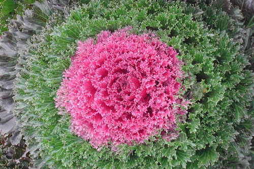 Flowering Kale