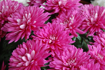 Chrysanthemums – Florist Chrysanthemums