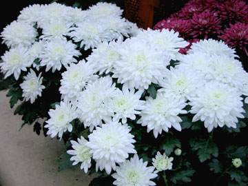 chyrsanthemums-florist-white