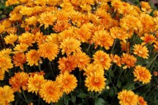 garden-mums-orange_0162