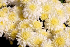 garden-mums-white0156