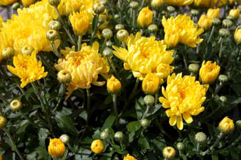 garden-mums-yellow_0152