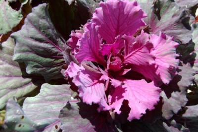 ornamental-kale-0682