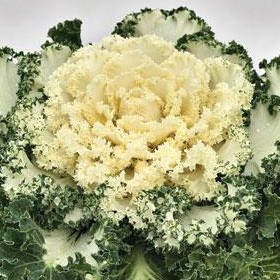 ornamental kale-white emperor-ballseed