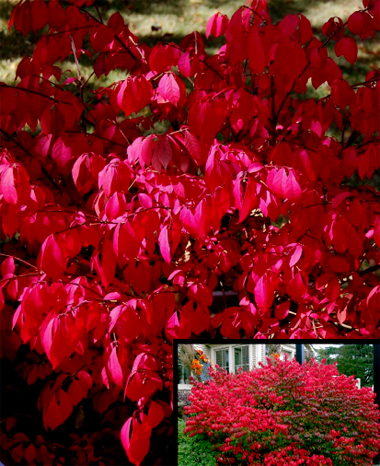 Burning Bush