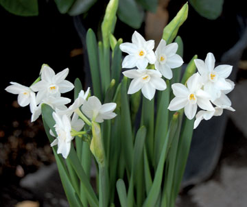 Paperwhite Narcissus