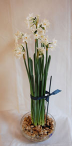 paperwhites-with-ribbon