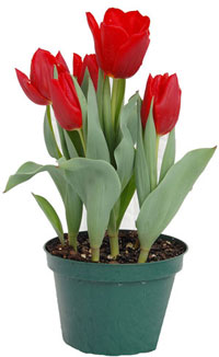 red-tulips-indoor-pot-web