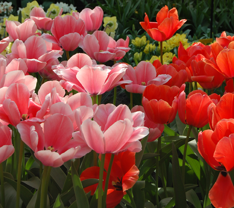 Tulips for Your Garden