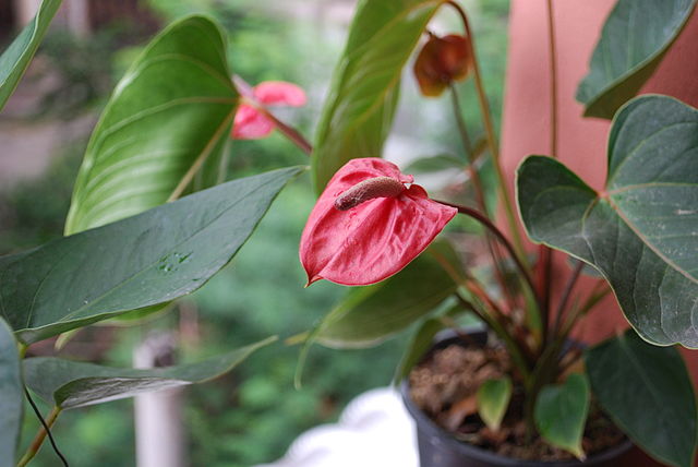 Anthurium “Flamingo Flower”