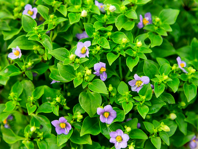 Persian or Arabian Violet