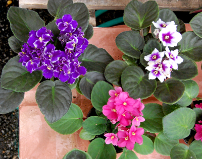 African Violets