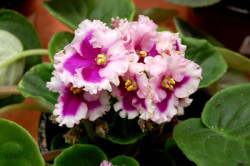 african-violet_2327-light--pink