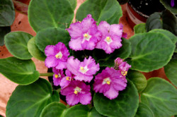 african-violet_2328-hot-pink