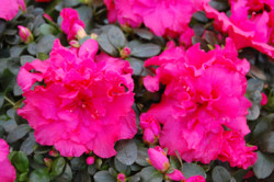 hot-pink-azalea_1077