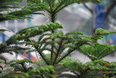 Norfolk Island Pine