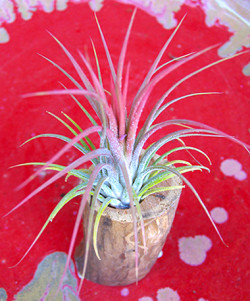 tillandsia1-web