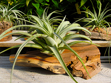 Tillandsia — “Air Plants”