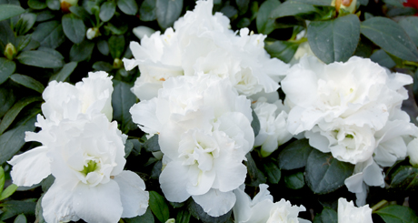 Azaleas