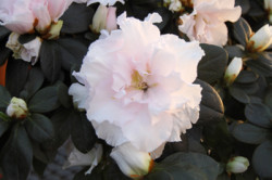 white-pink-azalea_cu-1081