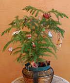 xmas_norfolk_pine72dpi