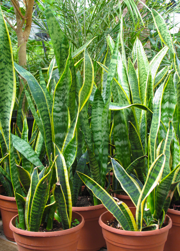 Sansevieria “Snake Plant”